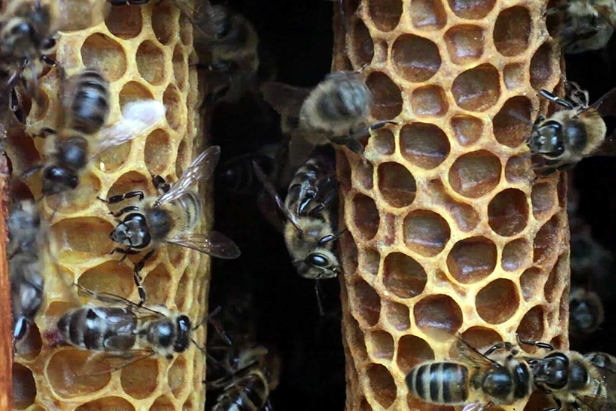 Деревья передают по наследству». Как россияне сохраняют почти исчезнувший  промысел — сбор меда диких пчел
